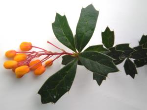 Darwin's Barberry