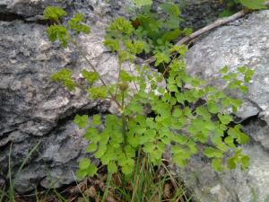 Lesser Meadow-rue