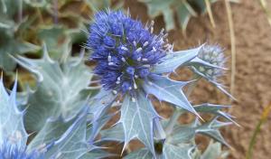 Sea Holly