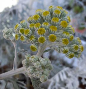 Hoary Mugwort