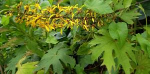 Tyneside Leopardplant