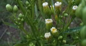 Guernsey Fleabane