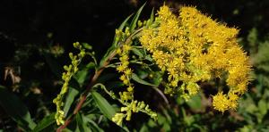 Early Goldenrod