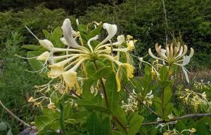 Common Honeysuckle