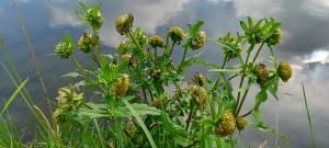 Nodding Bur-marigold