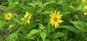 Jerusalem Artichoke