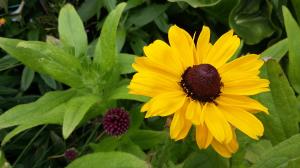 Black-eyed Susan