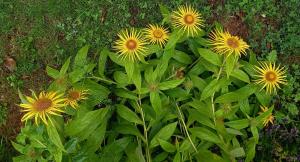 Elecampane