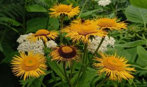 Yellow Oxeye