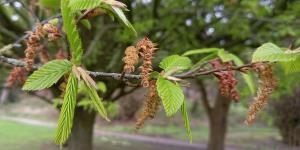 Hornbeam