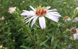 Confused Michaelmas Daisy