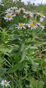 Narrow-leaved Michaelmas Daisy