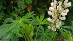 White Lupin