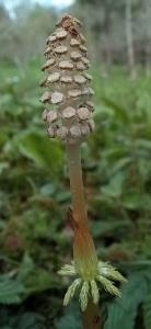 Field Horsetail