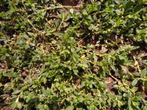 Equal-leaved Knotgrass