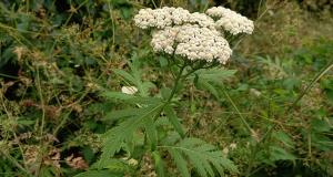 Rayed Tansy