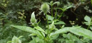 Small Teasel