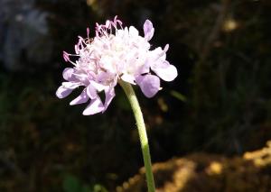 Small Scabious