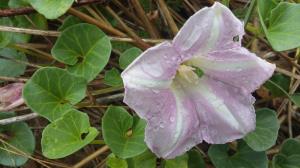 Sea Bindweed