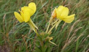 Common Evening Primrose