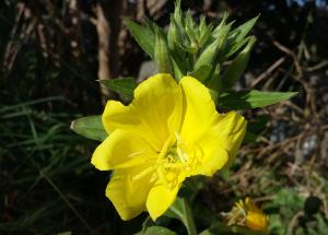 Intermediate Evening Primrose