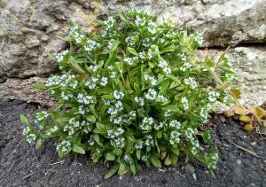 Common Cornsalad