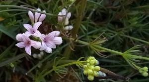 Squinancywort