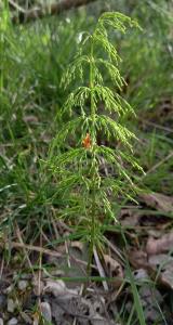 Wood Horsetail