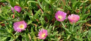 Hottentot-fig