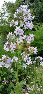 Milky Bellflower