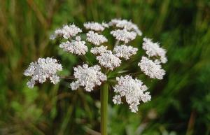 Parsley Water Dropwort