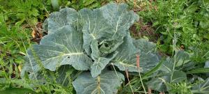 Wild Cabbage