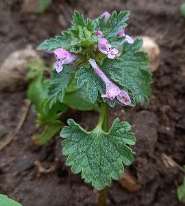 Cut-leaved Dead-nettle