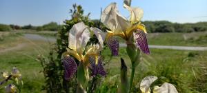 Bearded Iris