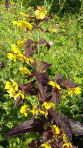 Fringed Loosestrife