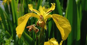 Yellow Flag Iris