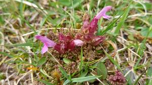 Lousewort