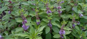 Corn Mint