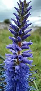 Spiked Speedwell