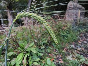 Two-rowed Barley