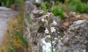 Pale Toadflax