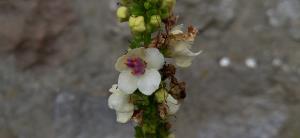 Moth Mullein