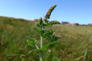 Round-leaved Mint