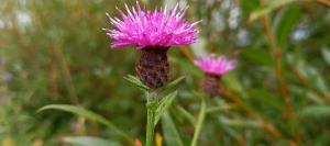 Black Knapweed