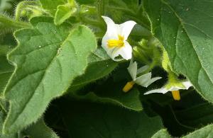 Green Nightshade