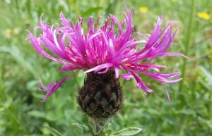 Greater Knapweed