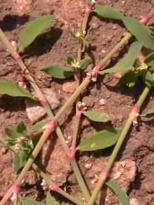 Common Knotgrass