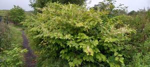 Japanese Knotweed