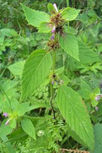 Bifid Hemp-nettle