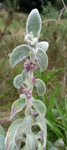 Lamb's-ear